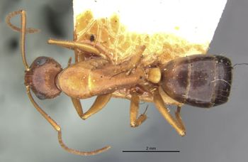 Media type: image;   Entomology 22944 Aspect: habitus dorsal view